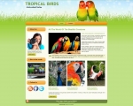 Tropical-Birds